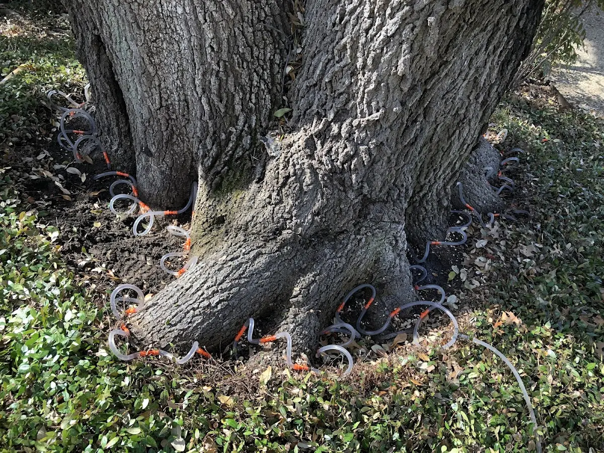Detailed Tree Cabling and Bracing job site in Bangall