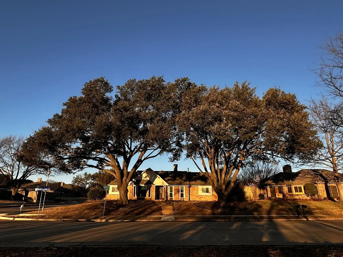 Established residential canopy tree shading a home in Bangall
